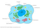 Cell diagram showing mitochondria | Sciencelearn Hub
