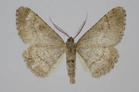 Attēlu rezultāti vaicājumam “Cleora cinctaria”