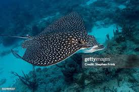 Image result for Aetobatus narinari