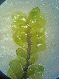 Attēlu rezultāti vaicājumam “Scapania undulata”