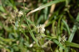 Attēlu rezultāti vaicājumam “Carex sylvatica”