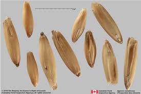 Attēlu rezultāti vaicājumam “Avena sativa”