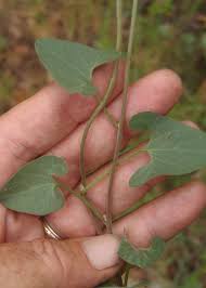 Attēlu rezultāti vaicājumam “Calystegia inflata leaf”