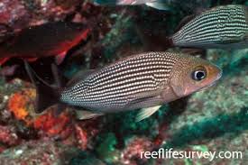 Image result for Haemulon carbonarium