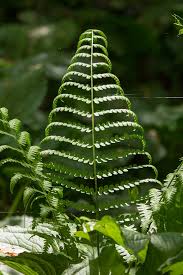 Attēlu rezultāti vaicājumam “Pteropsida”