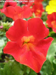 Image result for Mimulus x hybrida