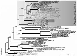 Attēlu rezultāti vaicājumam “Dicranella staphylina macro”