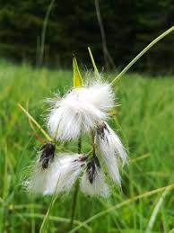 Attēlu rezultāti vaicājumam “Eriophorum latifolium fruit”