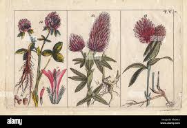 Attēlu rezultāti vaicājumam “Trifolium alpestre leaf”