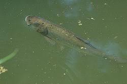 Image result for Hypophthalmichthys molitrix