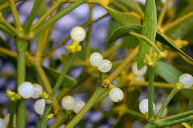 Attēlu rezultāti vaicājumam “Santalaceae”