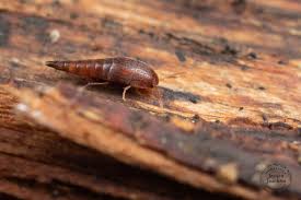 Attēlu rezultāti vaicājumam “Sepedophilus sp.”