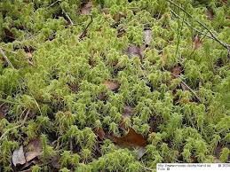 Attēlu rezultāti vaicājumam “Sphagnum flexuosum”