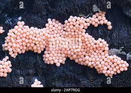 Attēlu rezultāti vaicājumam “Heterotrichia ferruginea (syn. Arcyria ferruginea) spores”