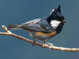 Attēlu rezultāti vaicājumam “Periparus ater”