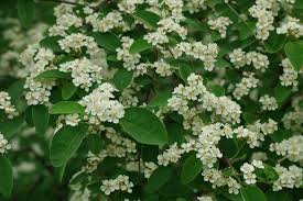 Attēlu rezultāti vaicājumam “Cotoneaster multiflorus leaf”