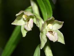 Attēlu rezultāti vaicājumam “Epipactis helleborine flower”