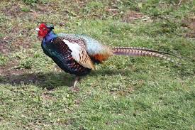 Image result for England Staffordshire Birding Club