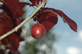Attēlu rezultāti vaicājumam “Prunus cerasifera fruit”