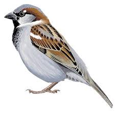 Image result for Passer domesticus