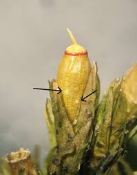 Attēlu rezultāti vaicājumam “Orthotrichum affine var. affine sporophyte”