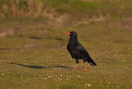 Image result for Pyrrhocorax pyrrhocorax