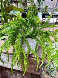 Attēlu rezultāti vaicājumam “Weissia squarrosa”