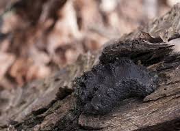 Attēlu rezultāti vaicājumam “Biscogniauxia repanda”