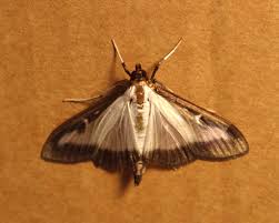 Attēlu rezultāti vaicājumam “Lomaspilis marginata”