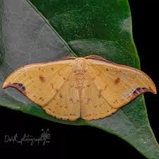 Attēlu rezultāti vaicājumam “Drepanidae”