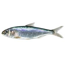 Image result for Alosa chrysochloris