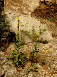 Image result for Verbascum phlomoides