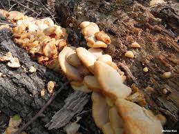 Attēlu rezultāti vaicājumam “Phyllotopsis nidulans”