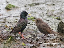 Attēlu rezultāti vaicājumam “Sturnus vulgaris male”