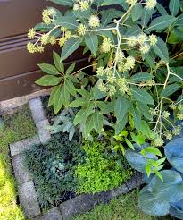 Attēlu rezultāti vaicājumam “Saelania glaucescens sporophyte”