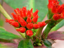 Attēlu rezultāti vaicājumam “Euphorbia virgata flower”