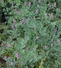 Image result for Fumaria officinalis