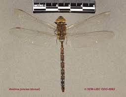 Attēlu rezultāti vaicājumam “Aeshna juncea”