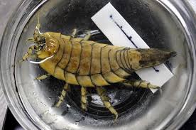 Attēlu rezultāti vaicājumam “Saduria entomon”