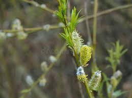 Attēlu rezultāti vaicājumam “Salix cinerea female flower”