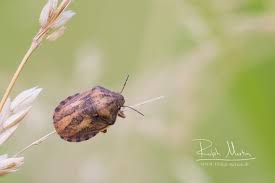 Attēlu rezultāti vaicājumam “Eurygaster testudinaria imago”