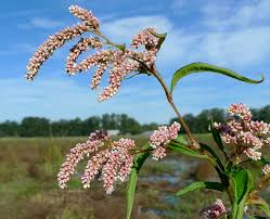 Attēlu rezultāti vaicājumam “Persicaria lapathifolia flower”