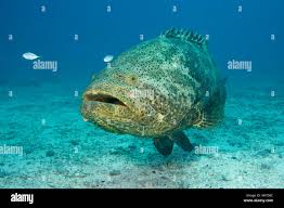 Image result for Epinephelus itajara