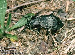 Attēlu rezultāti vaicājumam “Carabus hortensis”