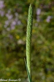 Attēlu rezultāti vaicājumam “Phleum phleoides fruit”