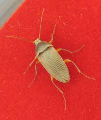 Attēlu rezultāti vaicājumam “Alleculidae”