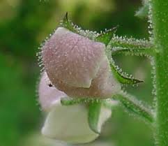 Attēlu rezultāti vaicājumam “Verbascum blattaria flower”