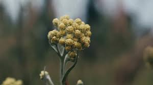 Attēlu rezultāti vaicājumam “Helichrysum arenarium bud”