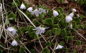 Attēlu rezultāti vaicājumam “Oxalis acetosella fruit”