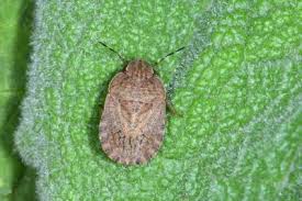 Attēlu rezultāti vaicājumam “Chlorochroa juniperina imago”